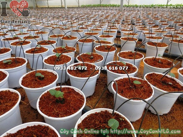cây anh thảo giống nhiều màu sắc đẹp