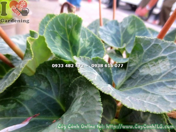 Cây anh thảo hoa hồng cao 20cm – lá hình tim loang đốm bạc đặc trưng