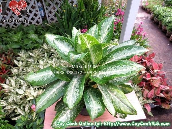 Hoa trắng tinh khiết của cây Bạch Mã Hoàng Tử