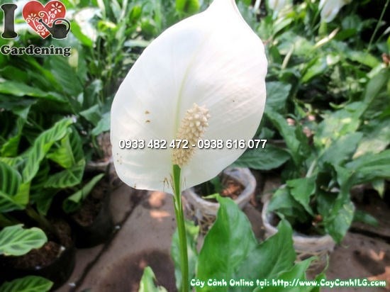 Cây Bạch Môn 35cm trồng chậu trang trí - MS 12655