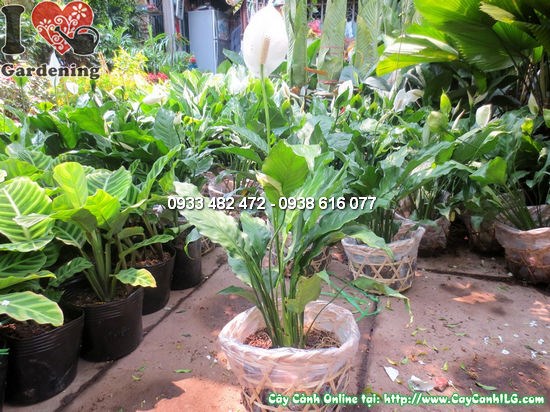 Cây Bạch Môn 35cm - hoa trắng thanh nhã, lá xanh bóng