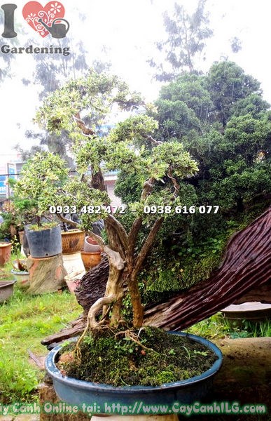 Cây bạch tuyết mai bonsai cao 50cm dáng đẹp Ms 12956