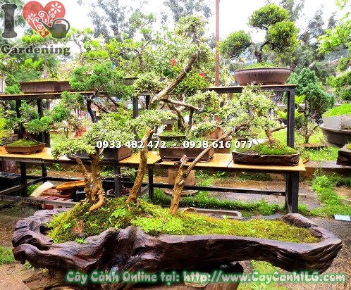 Cây bạch tuyết mai bonsai tiểu cảnh cao 60cm – tổng thể dáng cây Ms 12856