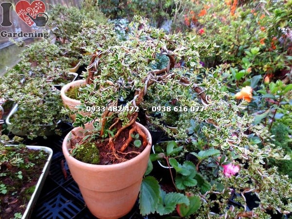 Cây bạch tuyết mai mini bonsai cành nhánh xanh tốt