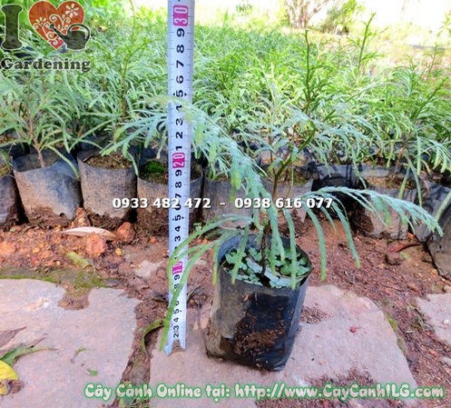 Cây Bách Xanh giống 20cm xanh tươi khỏe mạnh