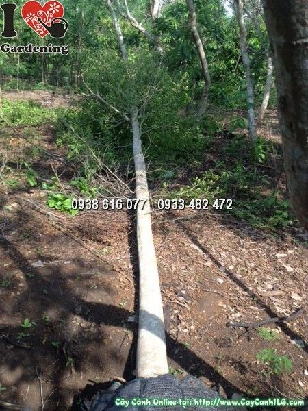 cây bàng đài loan 5m đk 15cm ms 24732 thân gỗ to khỏe