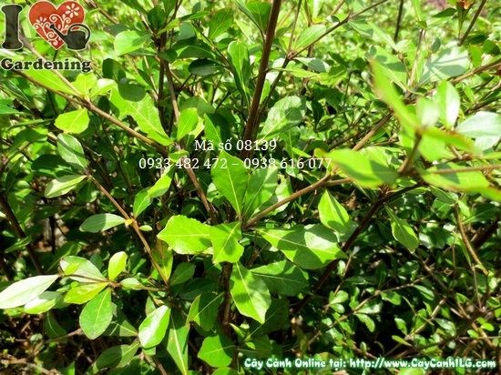 Cây bàng Đài Loan giống cao 40cm Ms 08139 tại vườn ILG
