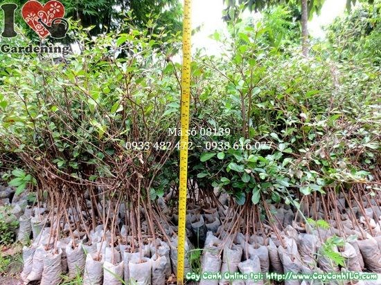 Cây bàng Đài Loan giống cao 40cm lá xanh bóng tròn đẹp
