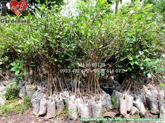 Cây bàng Đài Loan giống 40cm khỏe mạnh sẵn sàng trồng dự án