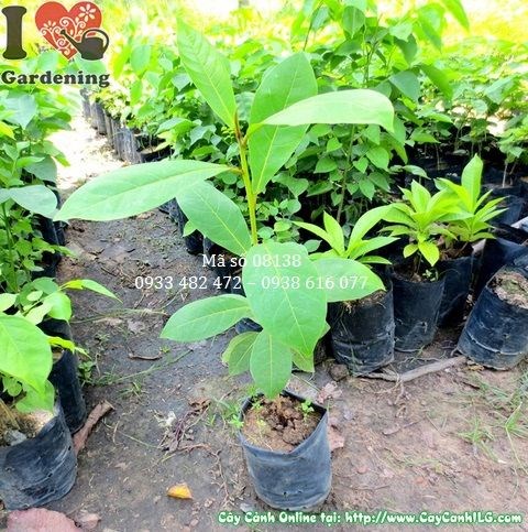 Cây bàng giống cao 50cm thân thẳng, hệ rễ khỏe