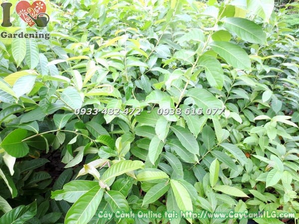 Thân và tán cây bằng lăng cao 1m – Ms 18486 ILG