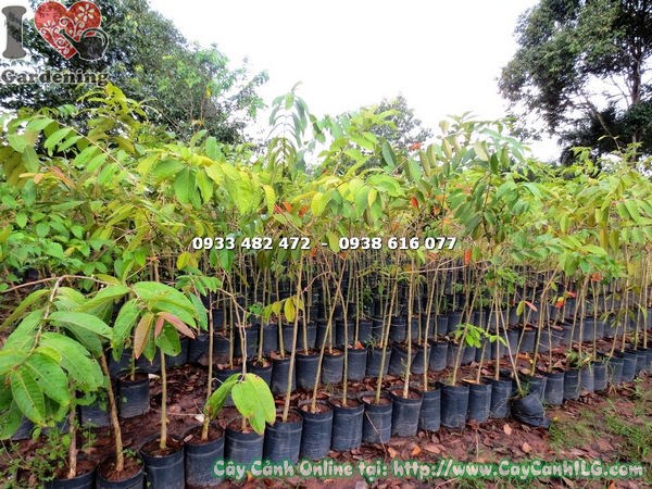 Hoa bằng lăng nước tím rực rỡ – đặc trưng nhận dạng loài