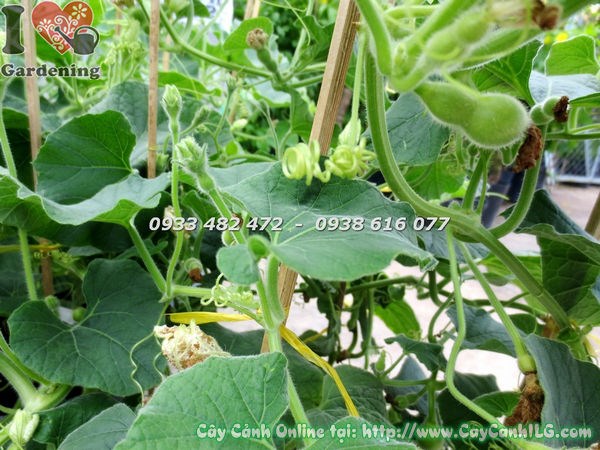 Cây bầu hồ lô giống – quả hồ lô đặc trưng, trang trí và thực phẩm