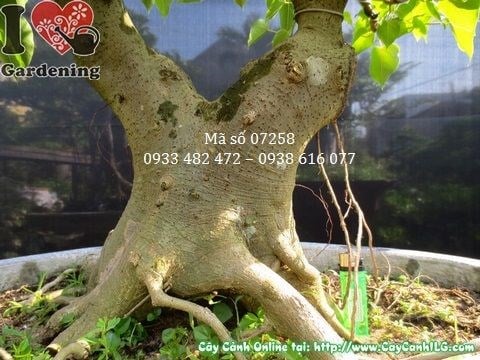Cây bồ đề bonsai Ms 07258 - ánh sáng và tán lá