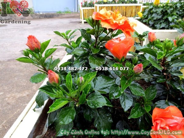 Cây bông bụp thái hoa cam - hoa nở rực rỡ
