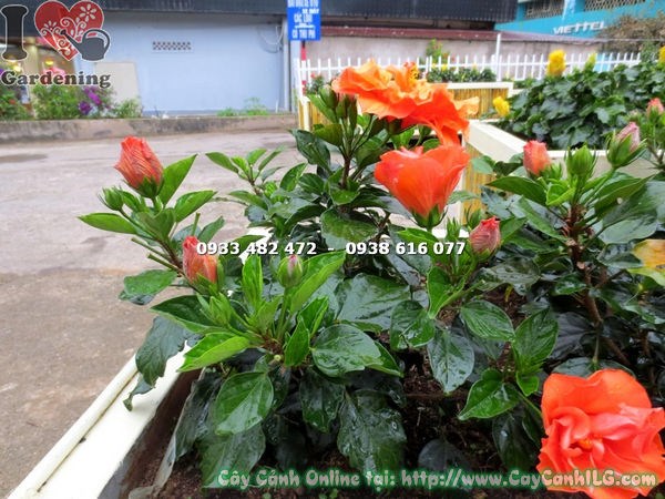 Lá và hoa cây bông bụp thái cam - đặc điểm nhận dạng