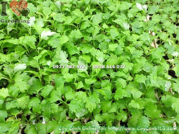 chăm sóc cây bông cúc giống - bấm ngọn cắt tỉa tạo tán đẹp