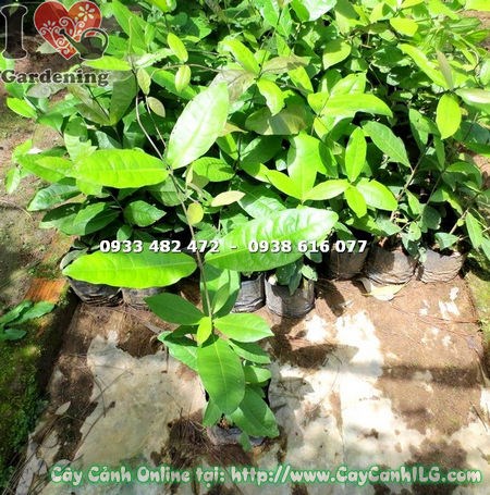 Cây bông xanh – hoa tím đẹp, ý nghĩa phong thủy may mắn