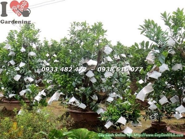 Cây bưởi cảnh gốc lớn cao 1.8m trái vàng trĩu cành đón Tết