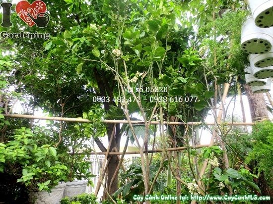 Cây bưởi da xanh có hoa cao 2m Ms 05820 tại ILG