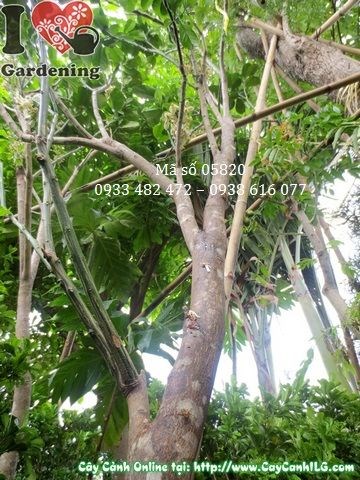 Quả bưởi da xanh trên cây cao 2m Ms 05820