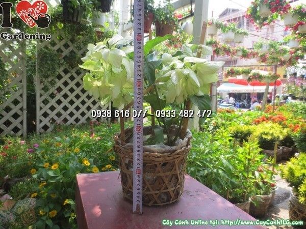 Cây bướm bạc cao 40cm – cây cảnh đẹp tại vườn ILG