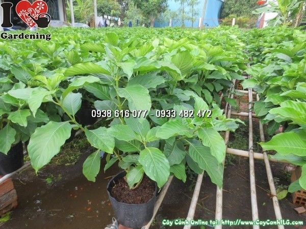 Phân bón và chăm sóc cây bướm bạc ra hoa đẹp