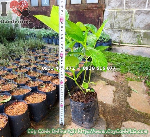 Cây cẩm tú cầu giống cao 30cm trong chậu