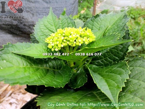 Cẩm tú cầu hoa đỏ trồng trang trí không gian sân vườn