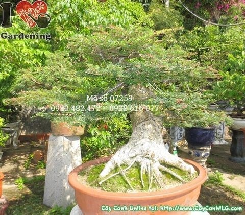 Cây cần thăng bonsai 70cm tán đẹp
