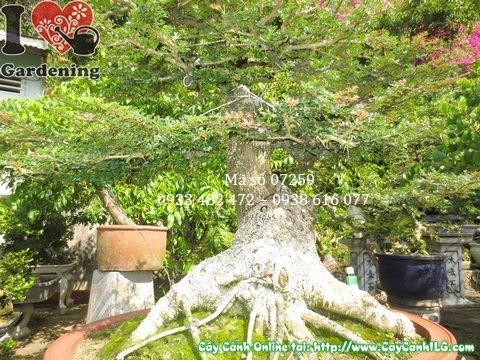 Cây cần thăng bonsai gốc lớn đẹp tại ILG