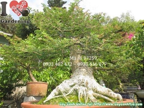 Cây cần thăng bonsai cao 70cm dáng cổ thụ đẹp