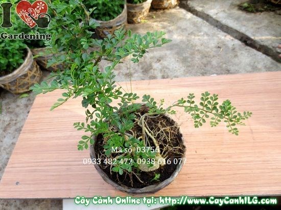 Đặc điểm cây cần thăng mini – lá nhỏ, thân gỗ cứng