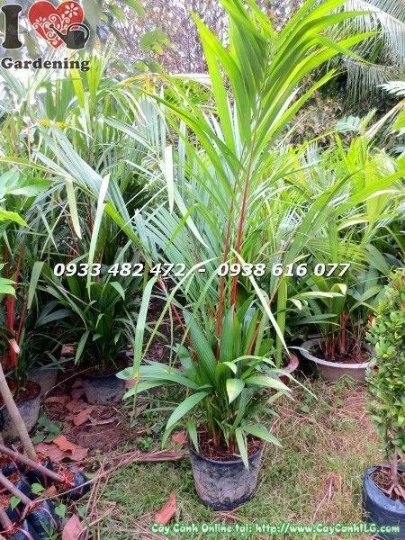 Cây cau đỏ cao 1m4 – phát triển đẹp dưới ánh sáng tự nhiên
