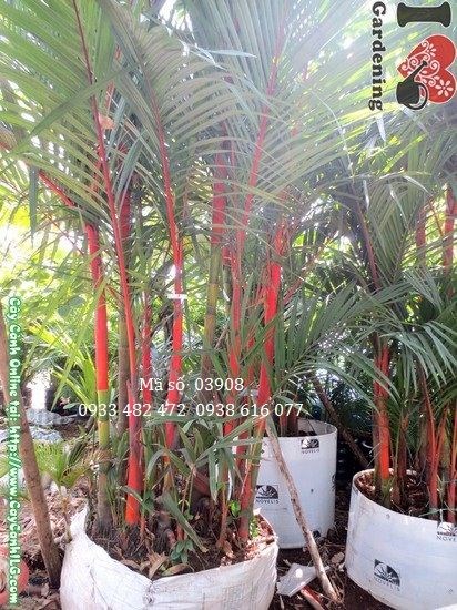 Cây cau đỏ cao 2,5m bụi rộng 0,7m – Ms 03908 tại vườn ILG
