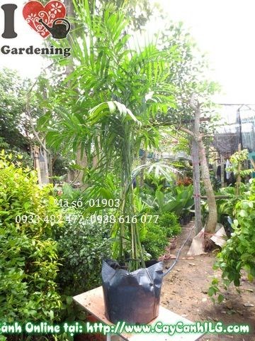 Tán lá cây cau hawai xanh mướt