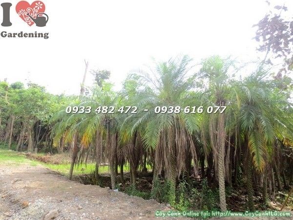 Cây Cau Nga Mi cao 2m trồng trang trí sân vườn đẹp