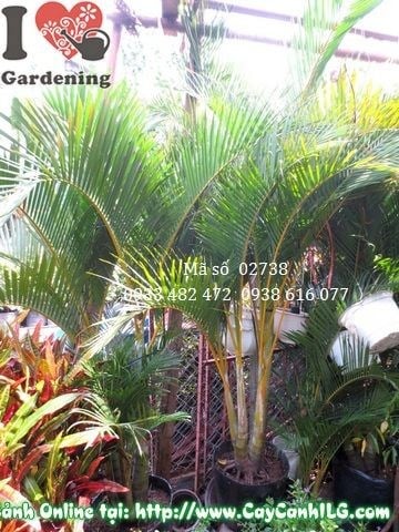 Cây Cau Nhật tại vườn ILG – cây cảnh nhiệt đới lá xanh mướt, thanh thoát