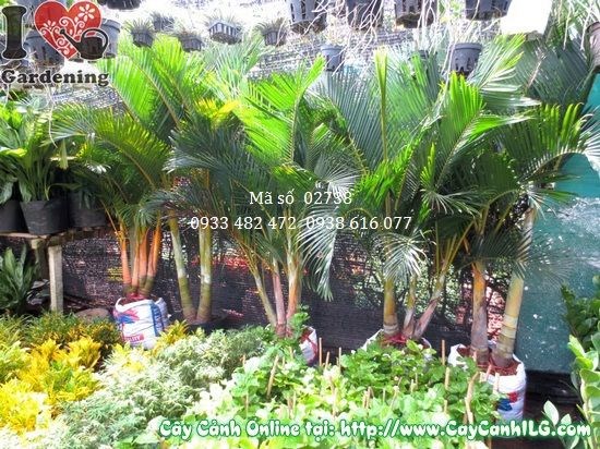 Cây Cau Nhật trong không gian cảnh quan – bụi lá xanh mướt, tạo điểm nhấn đẹp