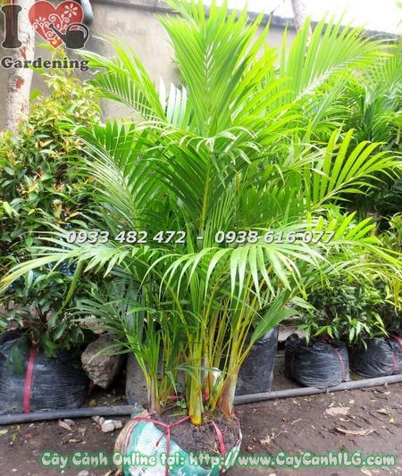 Cây cau vàng bụi cao 1,5m - nhiều thân xanh tốt