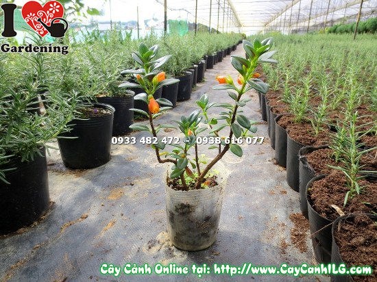 Cây cá vàng cao 20cm hoa vàng rực rỡ xinh xắn