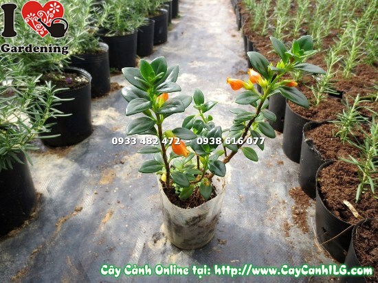 Cây cá vàng Ms 12878 hoa vàng đẹp chụp thực tế tại vườn ILG
