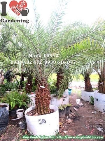 Cây chà là cao 1,5m nhìn toàn cảnh