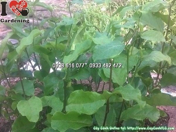Hoa chanh dây đẹp kỳ lạ – Passion flower – tại vườn ILG