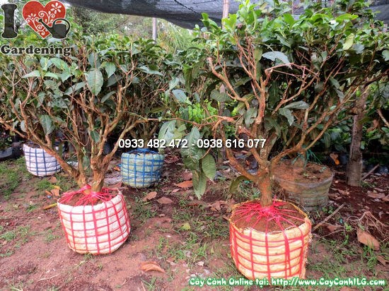 Hoa cây chè gốc - hoa trắng tinh khôi, thoảng hương nhẹ