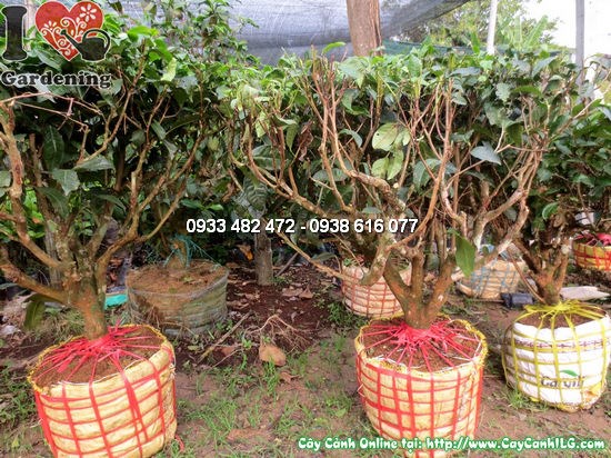 Cây chè gốc - gốc to dáng bonsai, thích hợp trang trí sân vườn ngoại thất