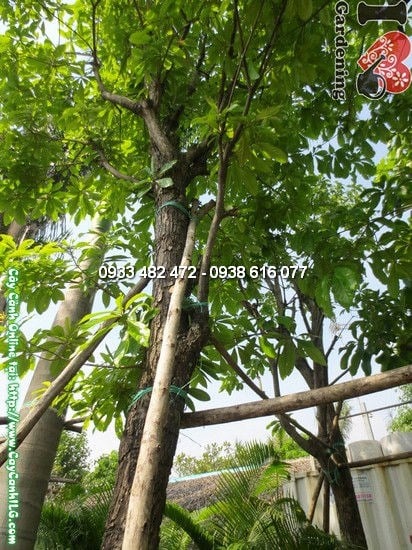 Cây chiếc cao 4,5m tán đẹp tại vườn ILG