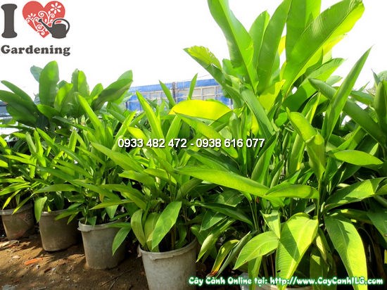Cây chuối mỏ phượng cao 1,5m – Ms 12097 tại vườn ILG