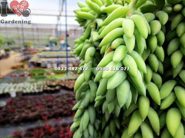 Chi tiết hạt dài của cây chuỗi ngọc bi hạt dài Ms 14214
