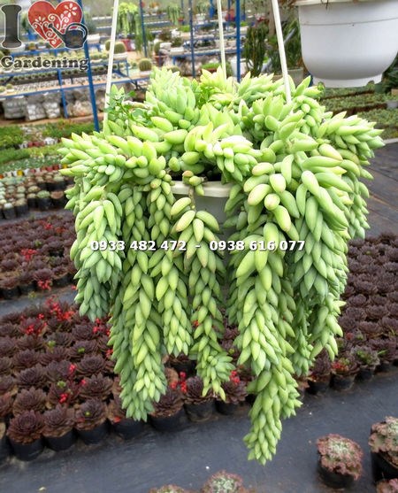 Chuỗi ngọc bi hạt dài nhìn gần - sắc xanh mọng nước đặc trưng
